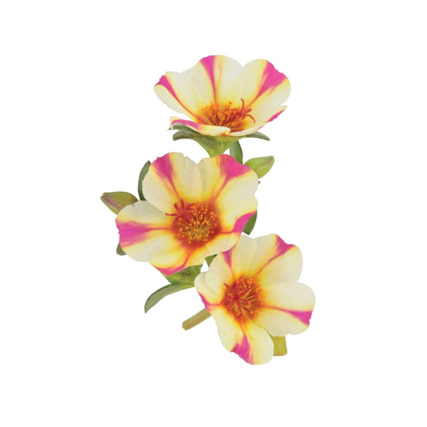 Portulaca oleracea 'Cupcake Purple Touch 25'