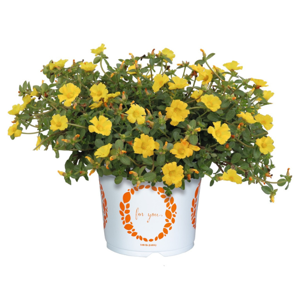 Portulaca oleracea 'Cupcake Upright Golden Yellow'