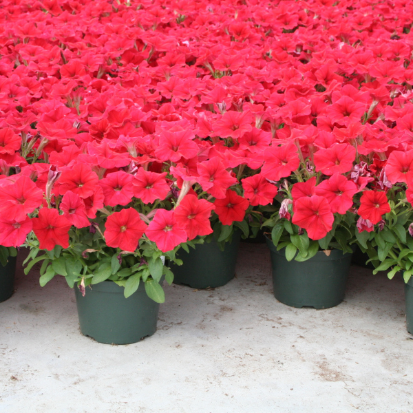 Petunia hybrida 'Dreams Red'