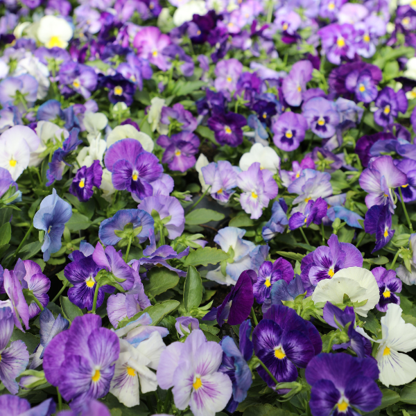 Pansy viola x wittrockiana 'Matrix Lavender Shades'