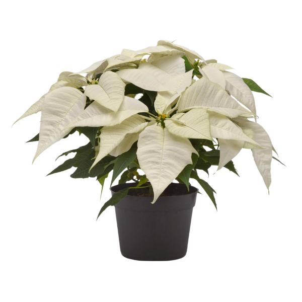 Poinsettia euphorbia pulcherrima 'Brilliant White'