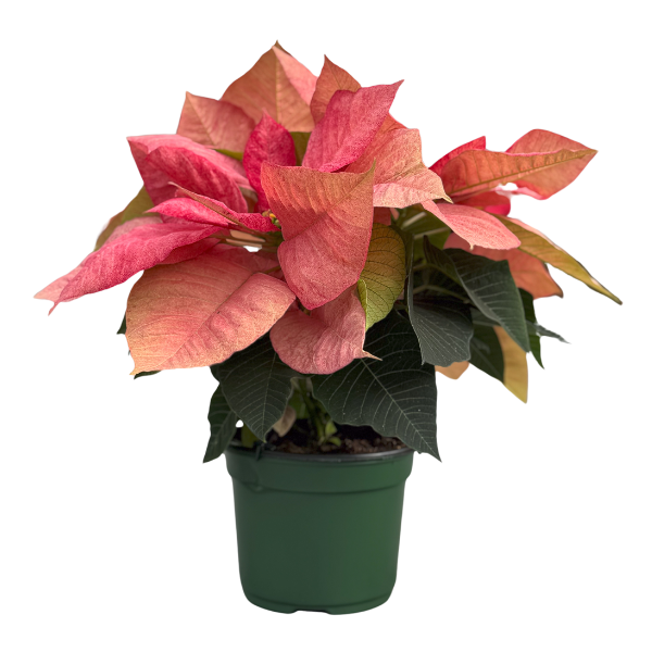 Poinsettia euphorbia pulcherrima 'Christmas Aurora Queen'
