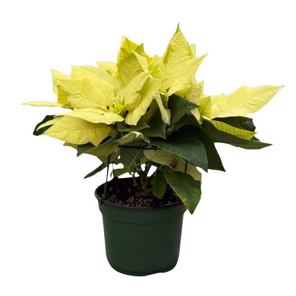 Poinsettia euphorbia pulcherrima 'Green Envy'