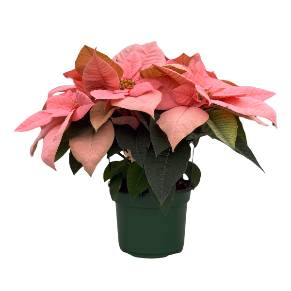 Poinsettia euphorbia pulcherrima 'Peach Glow'