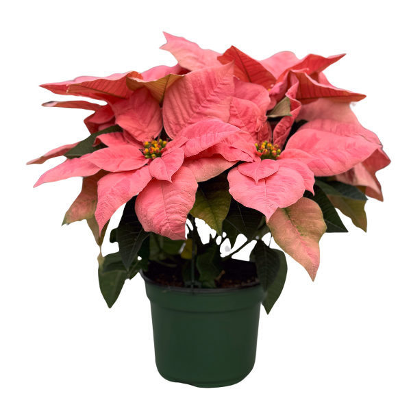 Poinsettia euphorbia pulcherrima 'Pink Champagne'