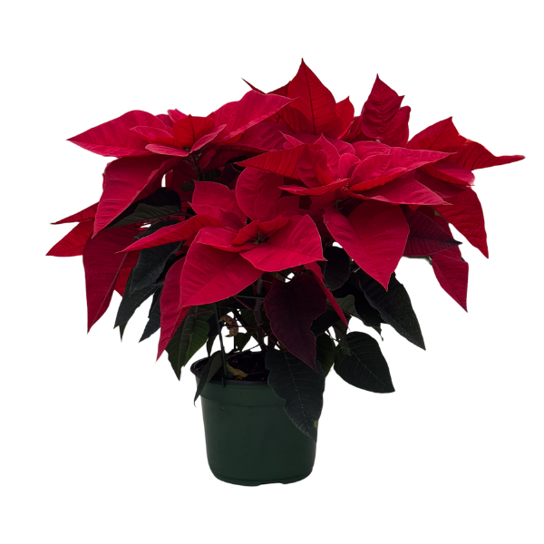 Poinsettia euphorbia pulcherrima 'Ruby Red'