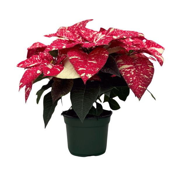 Poinsettia euphorbia pulcherrima 'Superba New Glitter'