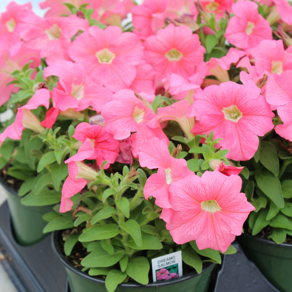 Petunia hybrida 'Dreams Salmon'