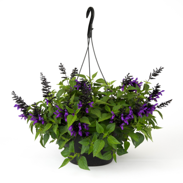 Salvia gauranitica 'Hummingbird Falls'