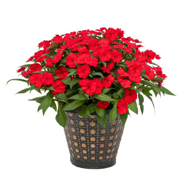 SunPatiens hybrida 'Compact Deep Red'