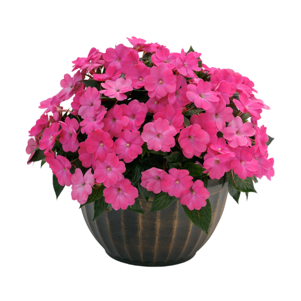 SunPatiens hybrida 'Compact Hot Pink'