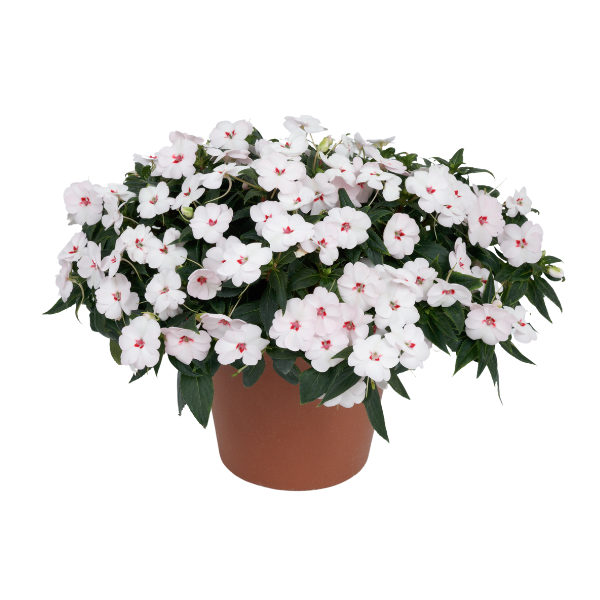 SunPatiens hybrida 'Vigorous Sweetheart White'