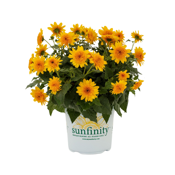 Helianthus annuus 'Sunfinity Double Yellow'