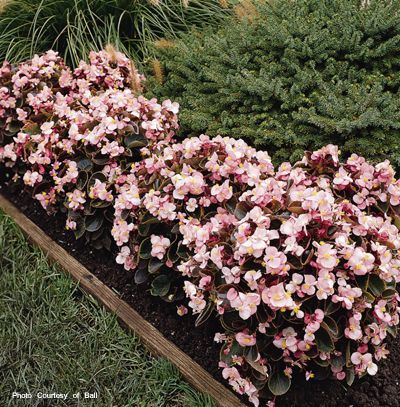 Begonia semperflorens cultorum 'Harmony Plus Pink'