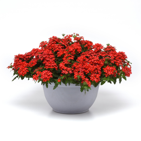 Verbena hybrida 'Lascar Orange Lava'