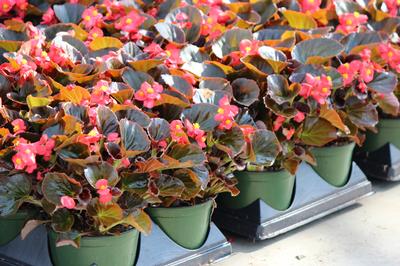 Begonia semperflorens cultorum 'Harmony Plus Scarlet'