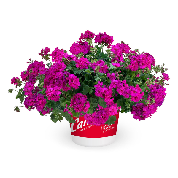 Geranium Zonal pelargonium zonale 'Calliope Cascade Violet'