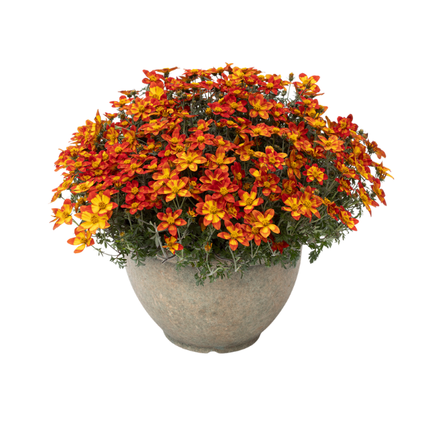 Bidens ferulifolia 'Beedance Painted Orange'