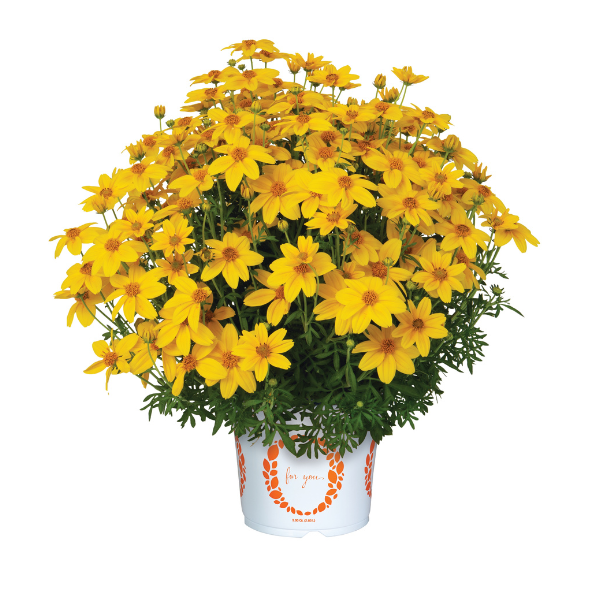 Bidens ferulifolia 'Bidy Boom Sunglow'