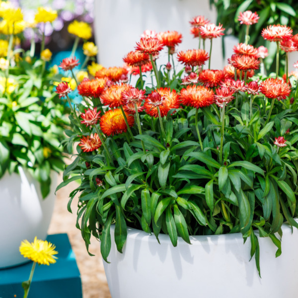 Bracteantha bracteatatum 'Granvia Orange Flame'