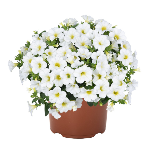 Calibrachoa Hybrida 'Aloha Kona White 26'