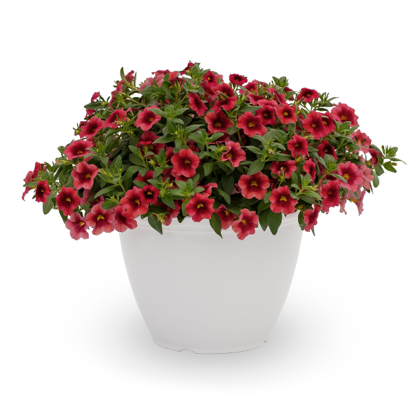 Calibrachoa hybrida 'Cabrio Red Sunset'