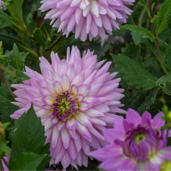 Dahlias Cut hybrida 'Karma Amanda Violet White Bicolor'