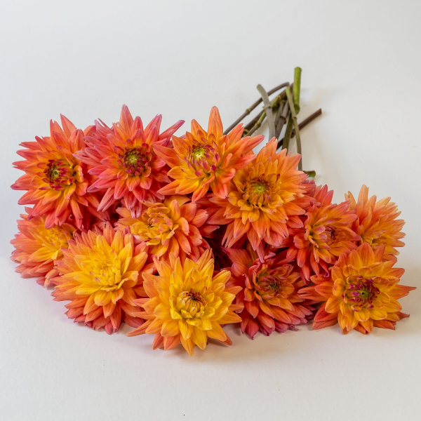 Dahlias Cut hybrida 'Karma Corona Yellow Bronze Bicolor'