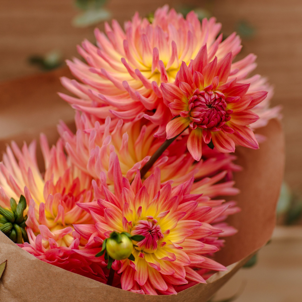 Dahlias Cut hybrida 'Karma Sangria Pink Yellow Bicolor'