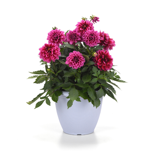 Dahlia hybrida 'Dalaya Cranberry'