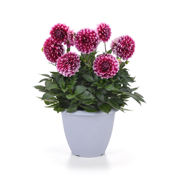 Dahlia hybrida 'Dalaya Purple Lace'