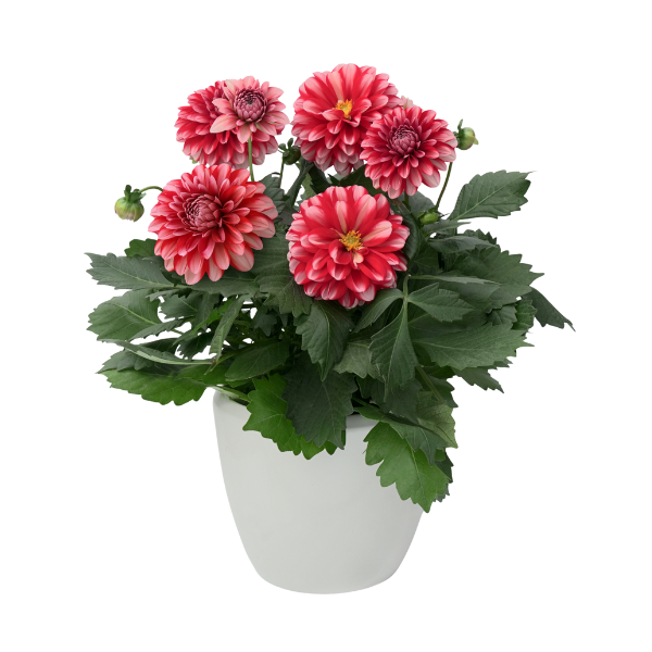 Dahlia hybrida 'Dalaya Red Lace'