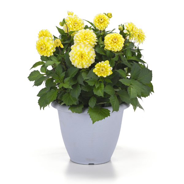 Dahlia hybrida 'Dalaya Yellow Lace'