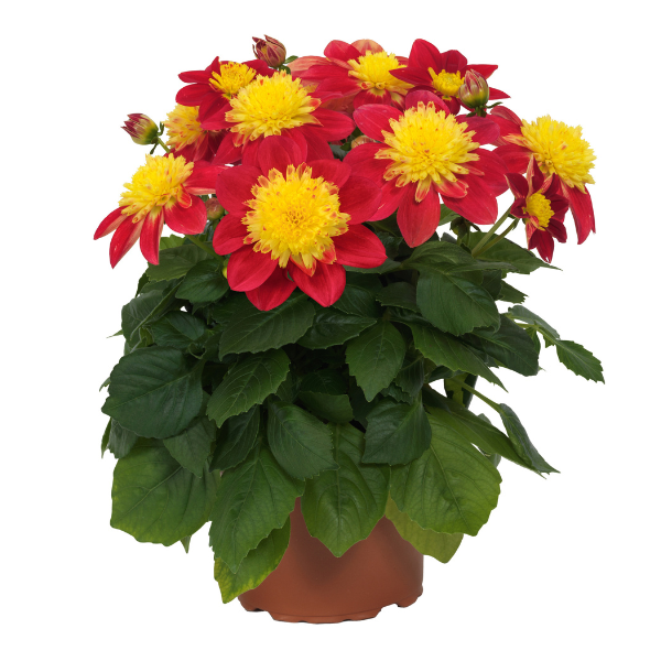 Dahlia hybrida 'Venti Tequila FireBurst'