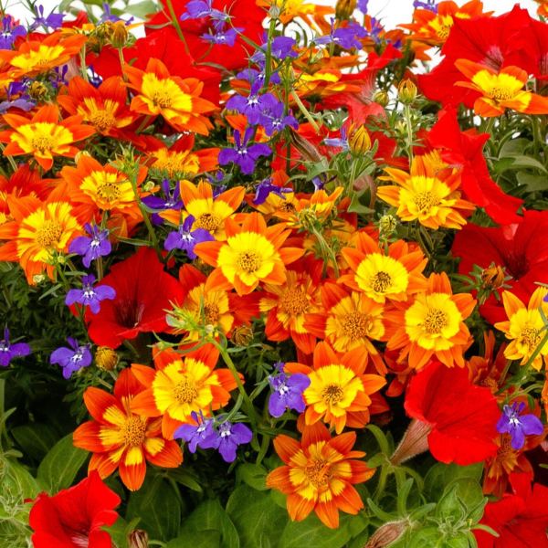 Kwik Kombo 'Disco Inferno Imp'