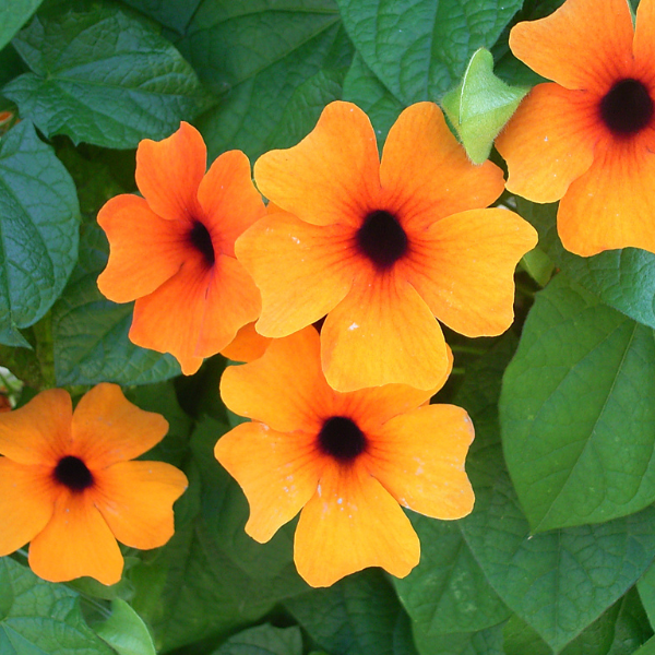 Thunbergia alata 'Sunny Susy Red Orange'