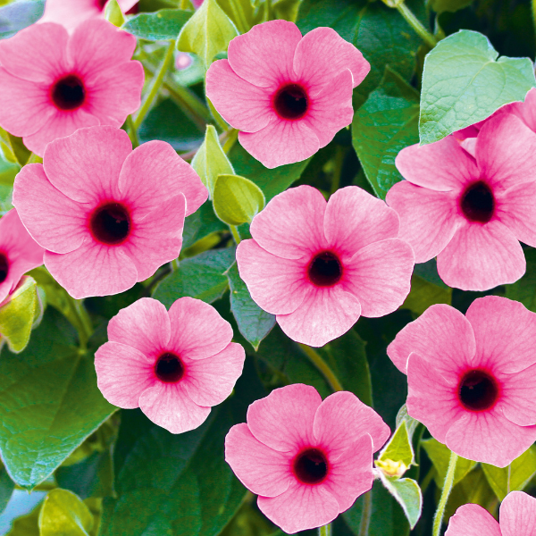 Thunbergia alata 'Sunny Susy Rose Sensation'