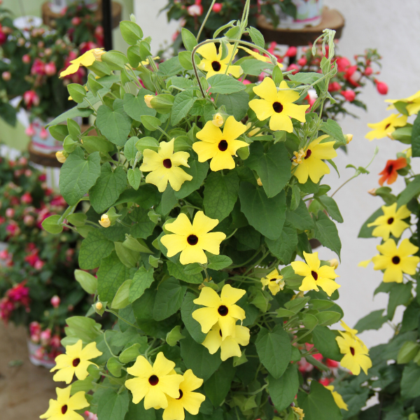 Thunbergia alata 'Sunny Susy Yellow Dark Eye'