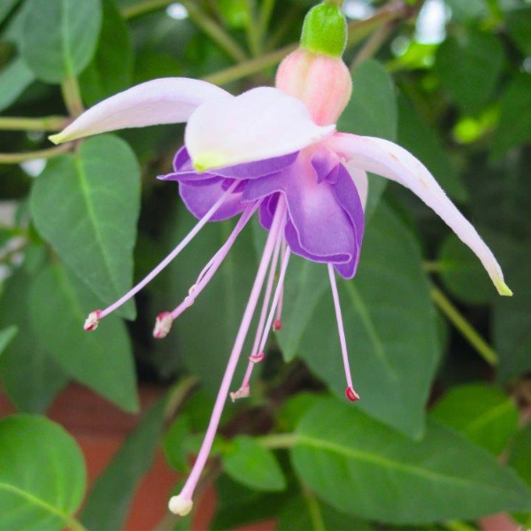 Fuchsia hybrid 'Windchimes Basket Double White & Blue'