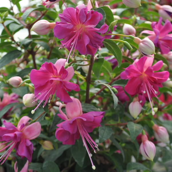 Fuchsia hybrid 'Windchimes Basket Double Rose & Violet'