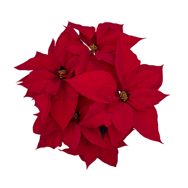 Poinsettia euphorbia pulcherrima 'Maestro Red'