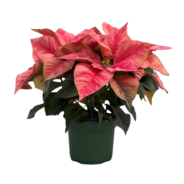 Poinsettia euphorbia pulcherrima 'Christmas Beauty Prince'
