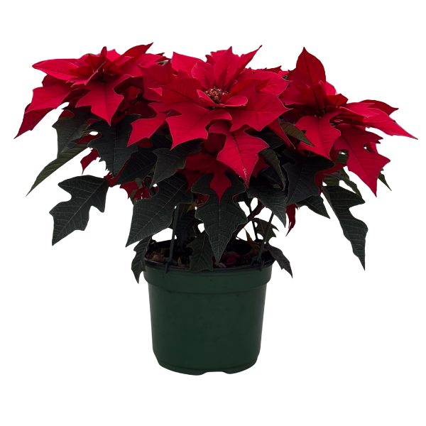 Poinsettia euphorbia pulcherrima 'Red Ribbons'