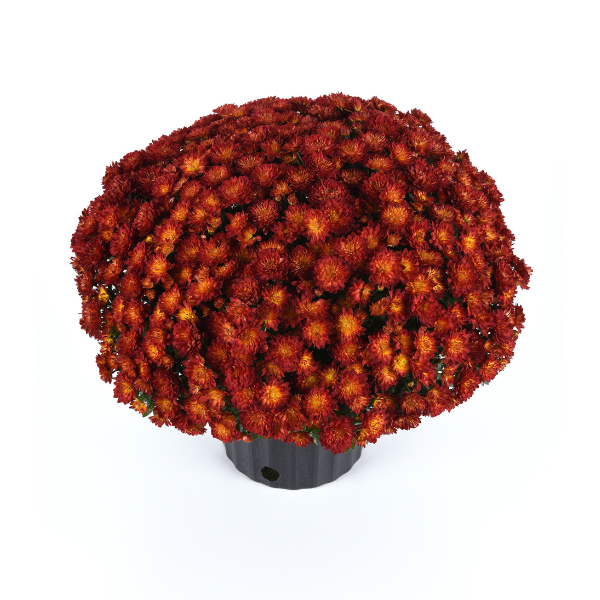 Mum chrysanthemum x morifolium 'Metrona Bronze'