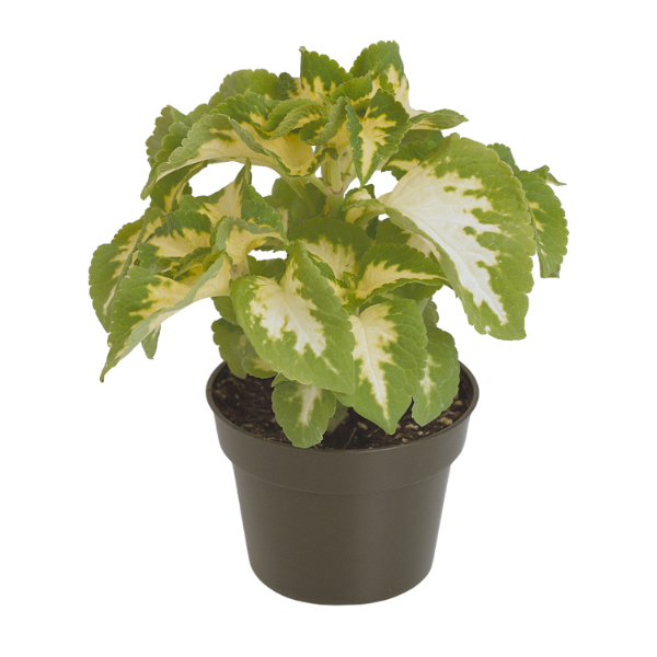 Coleus scutellarioides 'Wizard Jade'