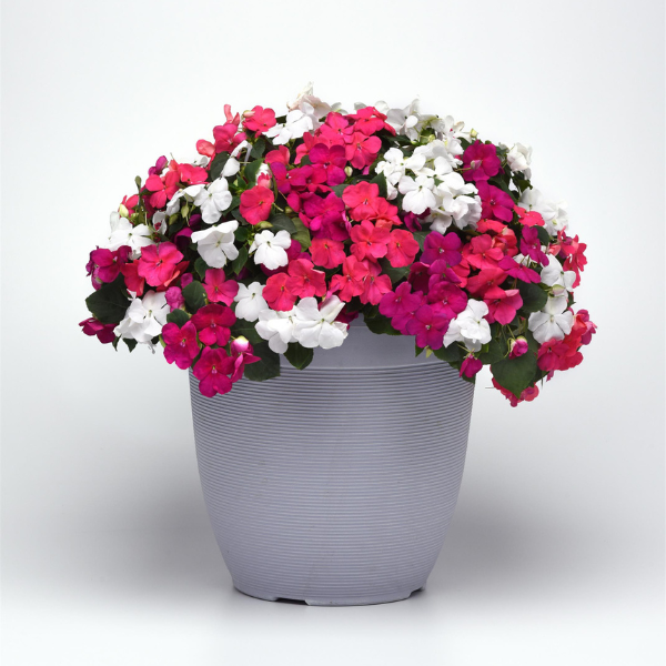 Impatiens walleriana 'Beacon Portland Mix'