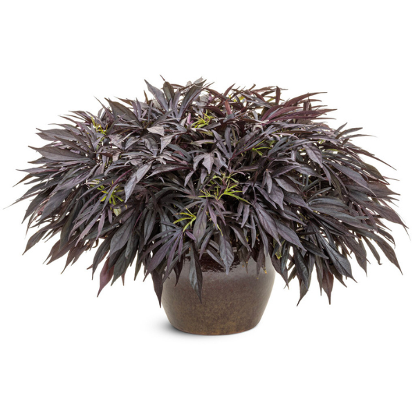 Ipomoea batatas 'Sweet Caroline Medusa Black'