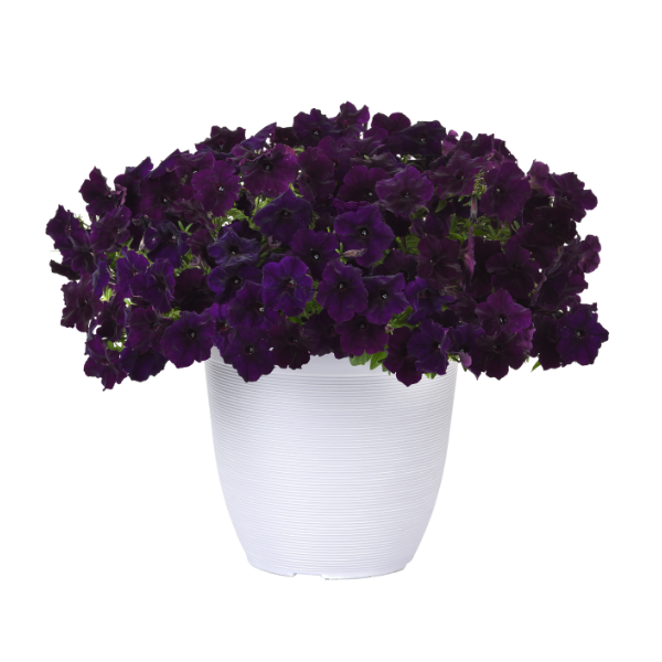 Petunia hybrida 'Easy Wave Navy Velour'