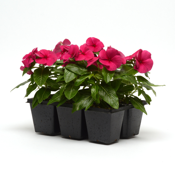 Vinca catharanthus roseus 'Titan Burgundy'