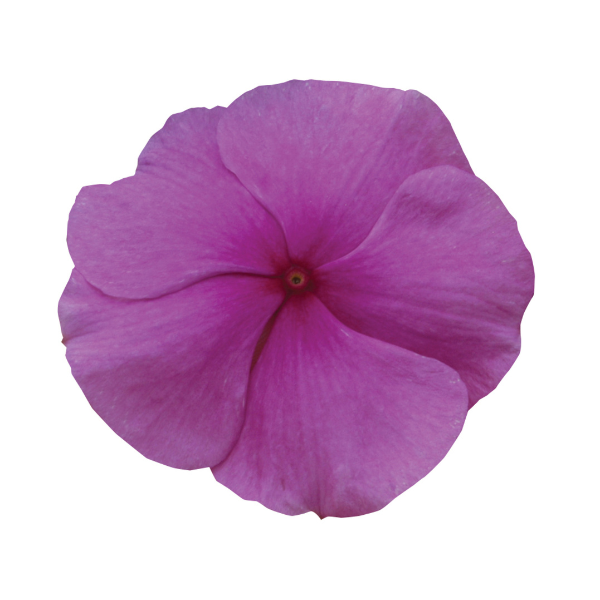 Vinca catharanthus roseus 'Titan Lilac'